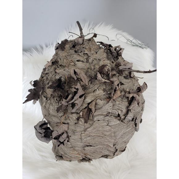 LARGE 13" Bald Faced Hornets Nest Paper Wasp Taxidermy‎ Natural Bee Hive oddity - Picture 1 of 10